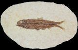 Small, Knightia Fossil Fish - Wyoming #47516-1